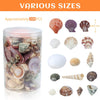 Mixed Sea Ocean Beach Shells for DIY Craft Projects