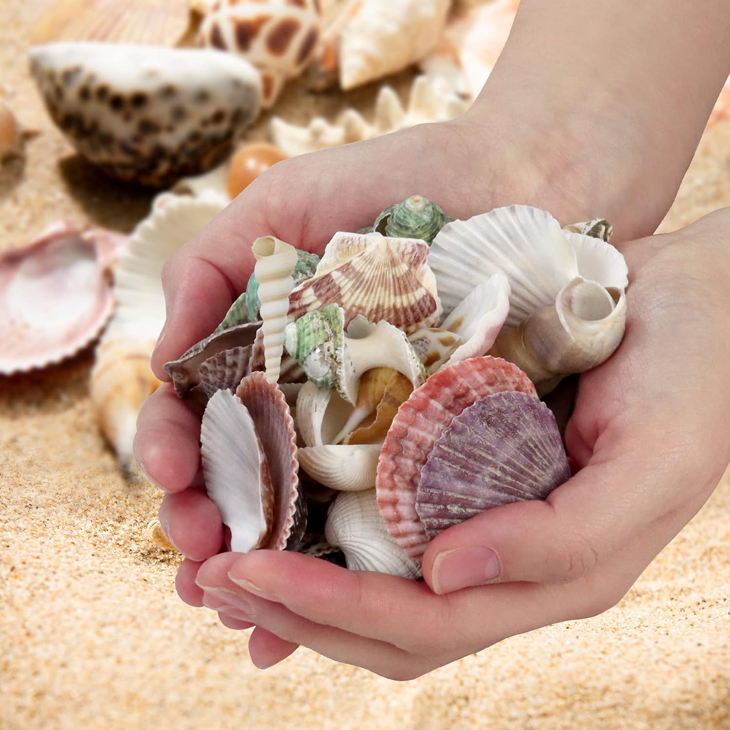 Mixed Sea Ocean Beach Shells for DIY Craft Projects