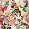 Mixed Sea Ocean Beach Shells for DIY Craft Projects